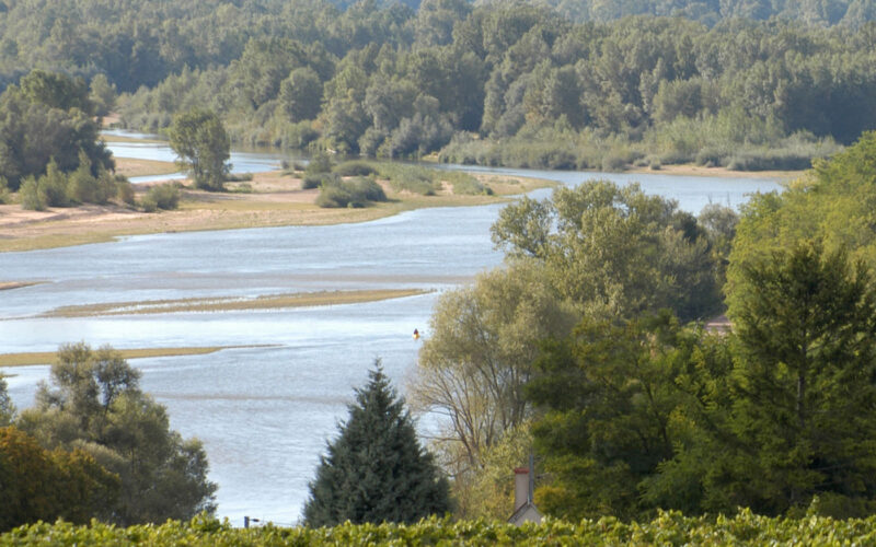 vignoble-Les-Loges-H-Monnier