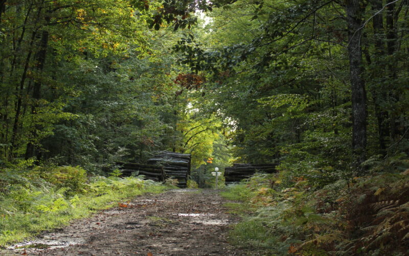 IMG-6042JPG##Forêt Domaniale des Bertranges##Nature au Coeur ##