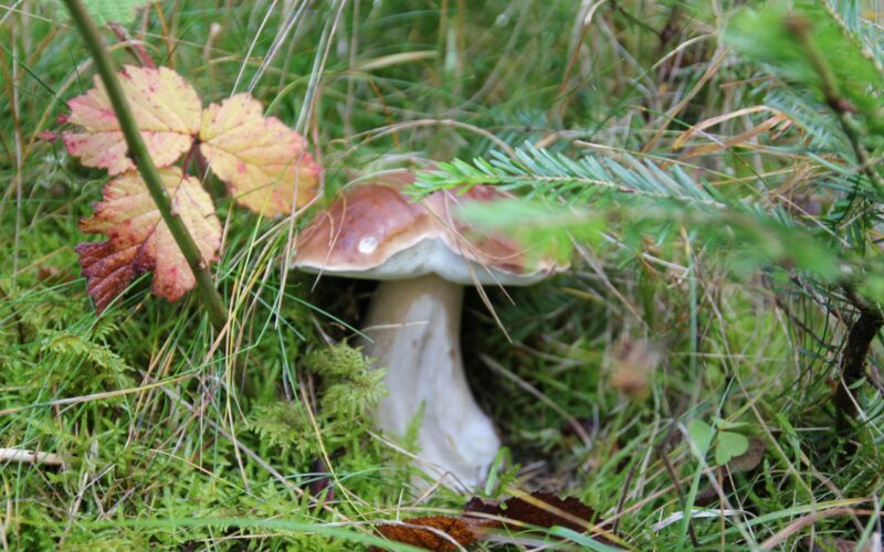 IMG-7527cepejpg##Le mycélium des champignons participe au réseau de communication##Nature Au Coeur##